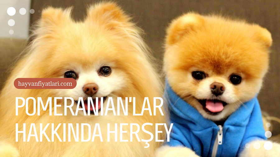 Pomeranian kopekleri