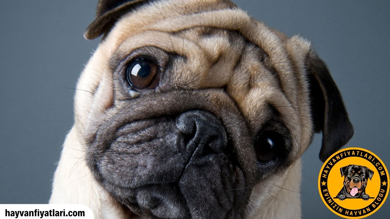 2026 pug köpek fiyatları — yavru ve yetişkin pug köpek özellikleri
