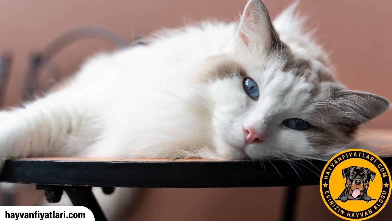 Ragdoll Kedisi Yavru Fiyatlari