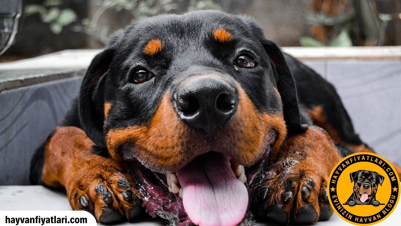 Rottweiler Yavru Fiyati
