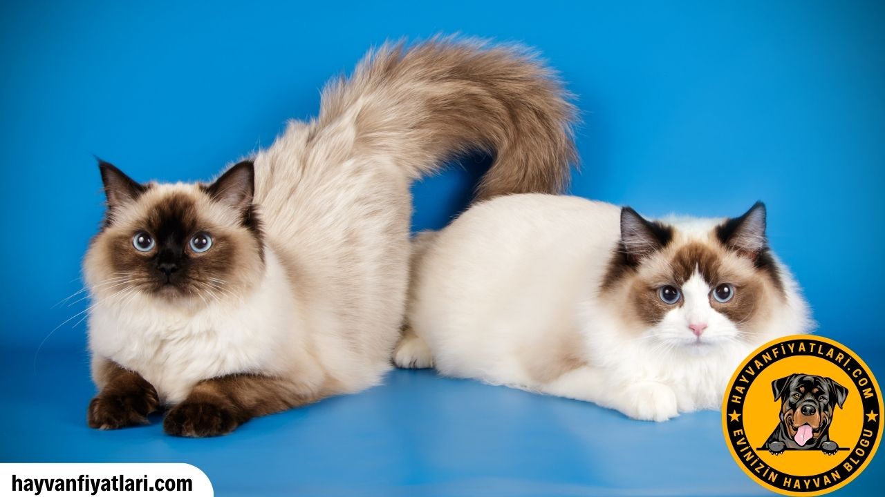 Satilik Ragdoll Kedisi Fiyatlari Sahibinden