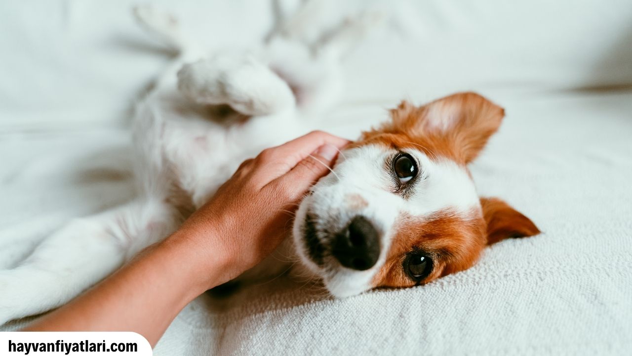 2026 Jack Russel Fiyatları — yavru ve yetişkin güncel fiyat rehberi