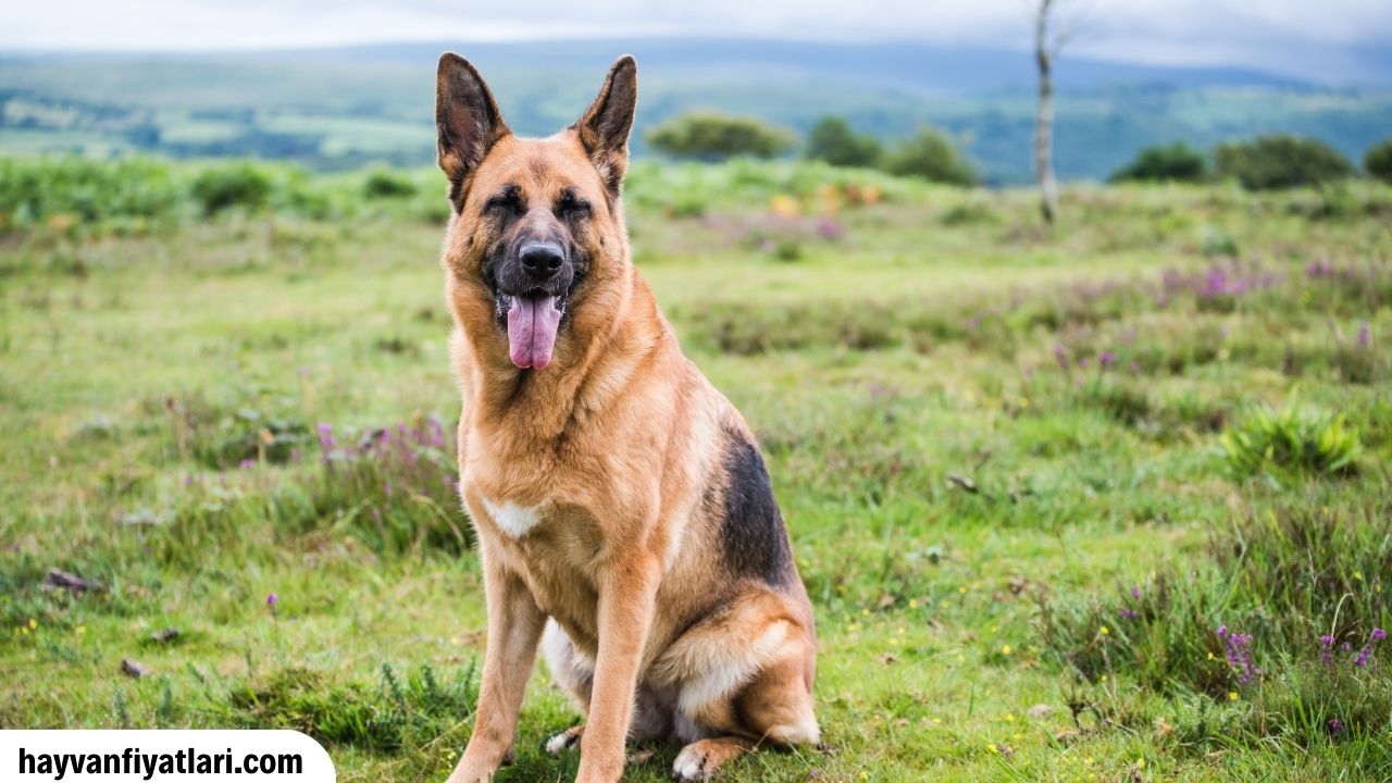 Satilik Yavru K9 Kopek Fiyatlari