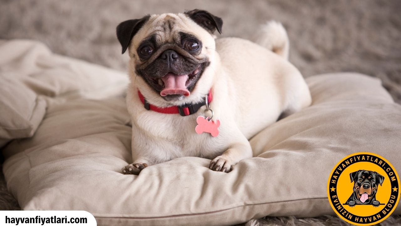 Satilik Yavru Pug Kopek Fiyatlari Sahibinden