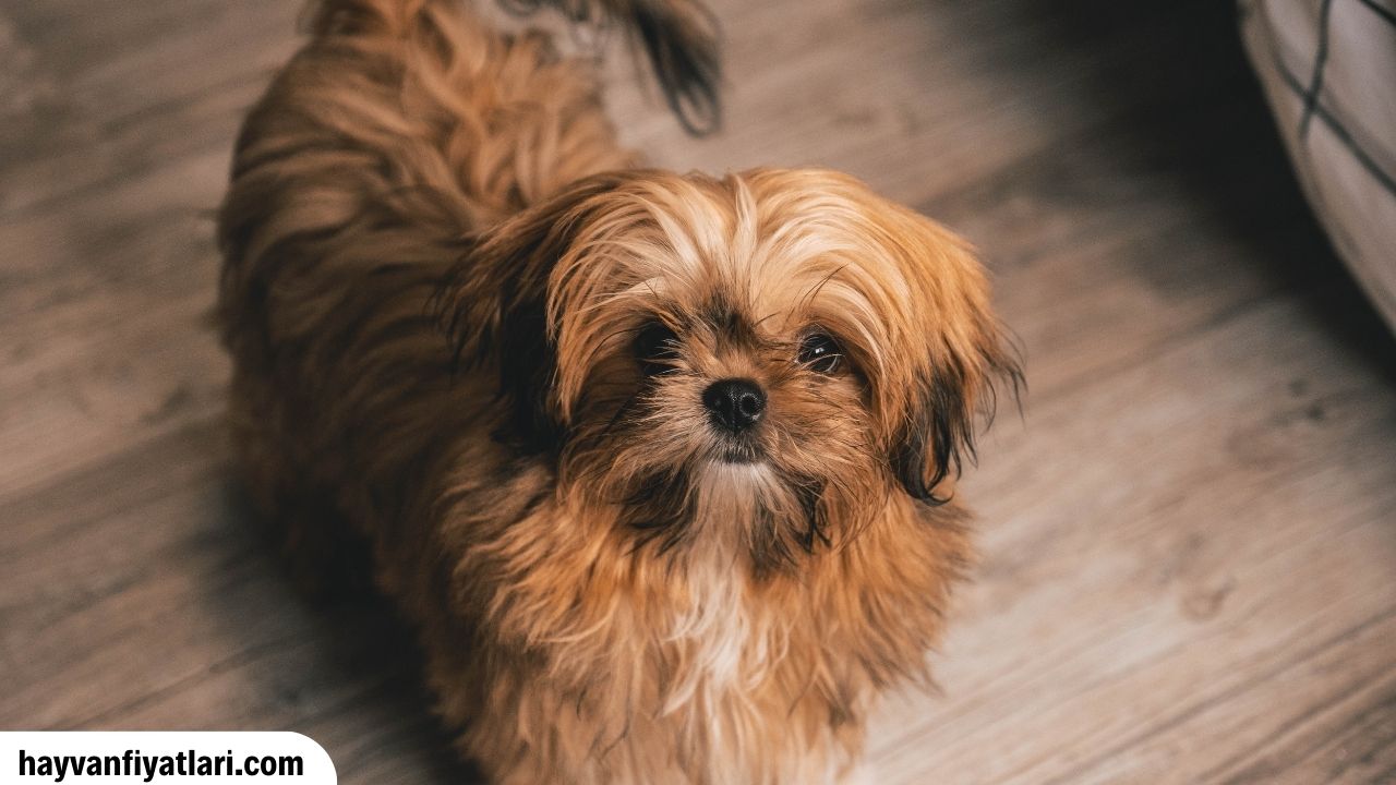 Shih Tzu Fiyatlari