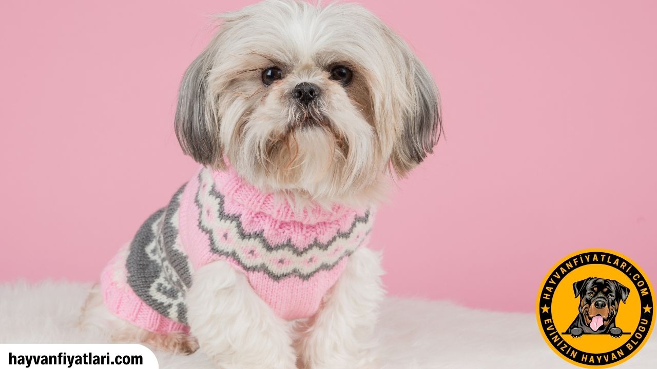 Shih Tzu Ozellikleri
