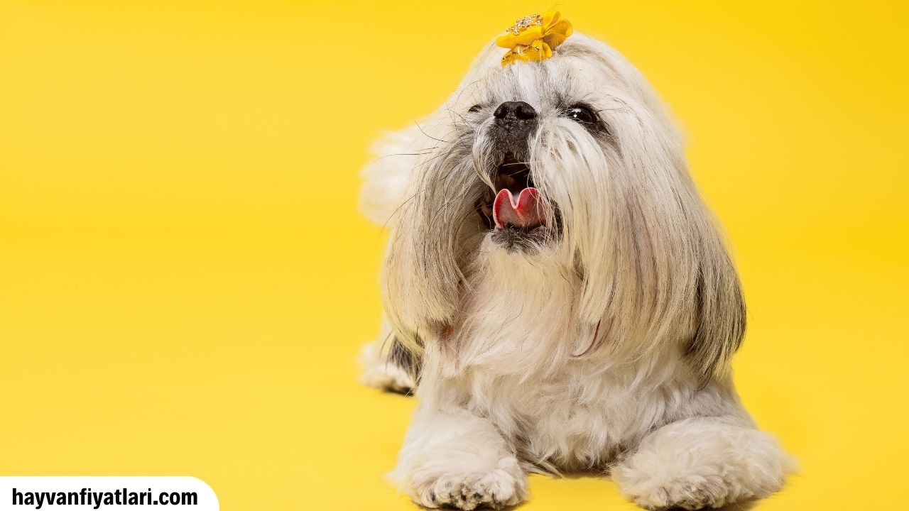 Shih Tzu Yavrulari Fiyatlari