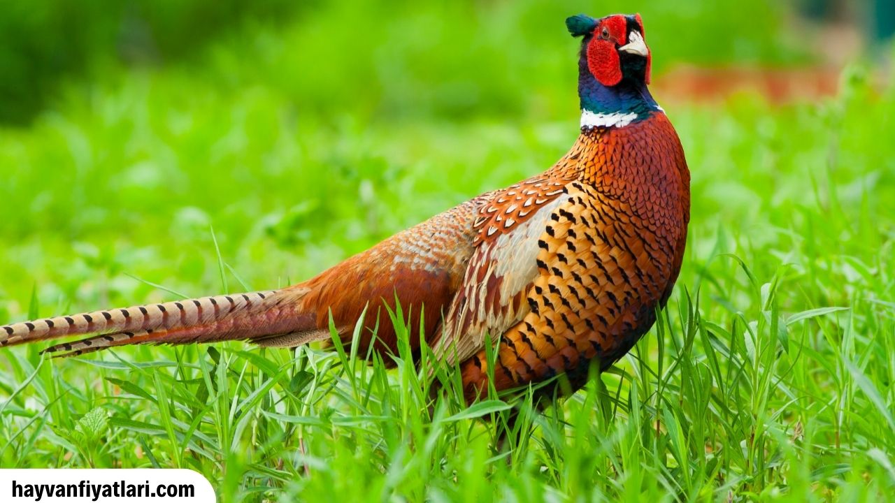 Sulun Fiyatlari