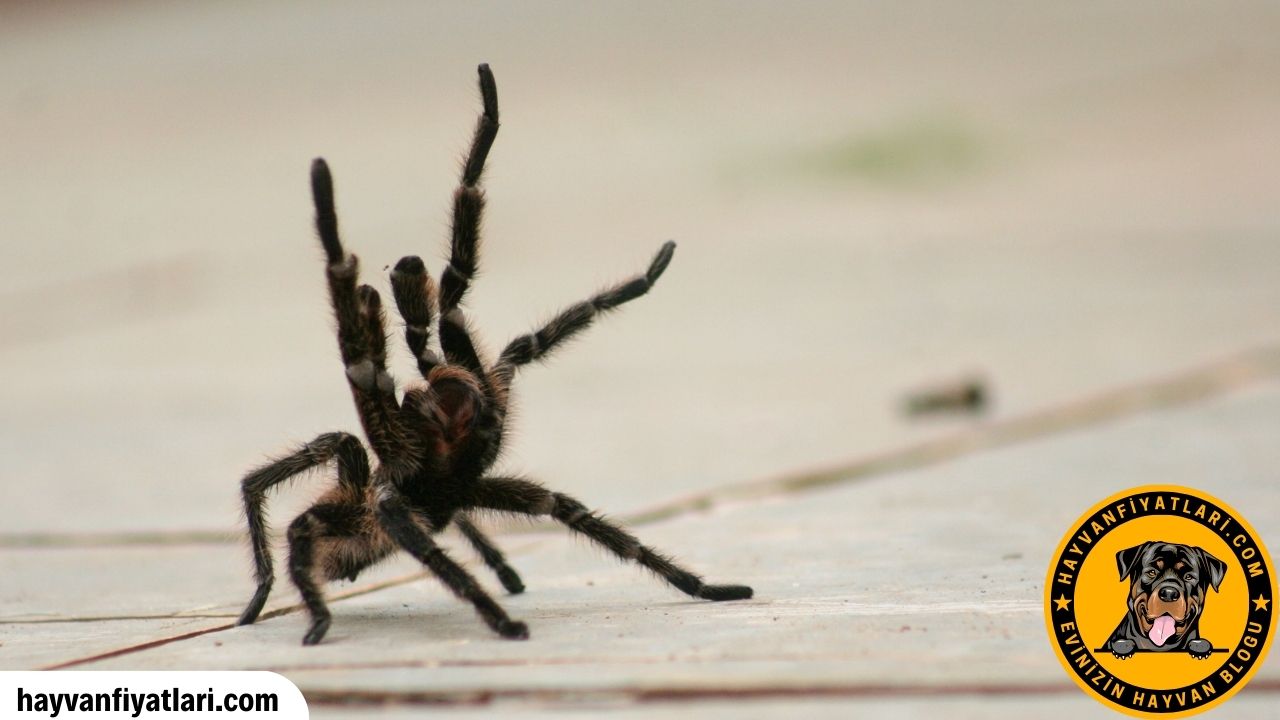 Tarantula Satin Almak Istiyorum Nereden Bulabilirim