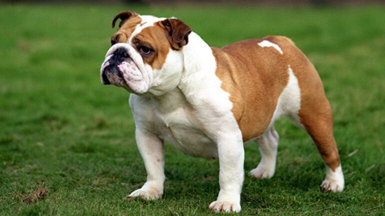 ingiliz bulldog yavru fiyatlari 2026 ingiliz bulldog yavru fiyatları