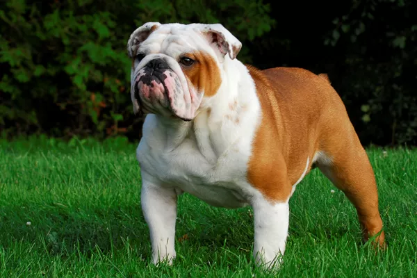 ingiliz bulldog bakımı ingiliz bulldog bakımı ve masrafları