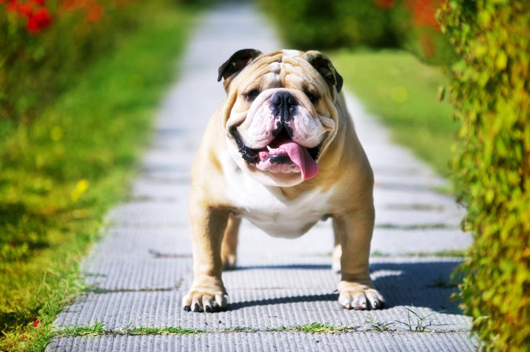 ingiliz bulldog fiyatlari 2026 2026 ingiliz bulldog fiyatları