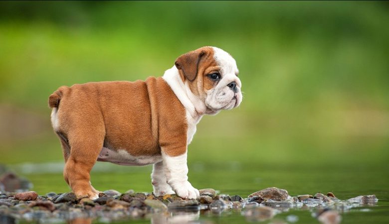 ingiliz bulldog sahiplenme ingiliz bulldog sahiplenirken dikkat edilecekler