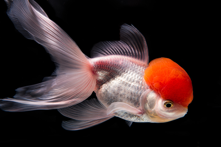 japon baligi fiyatlari 2