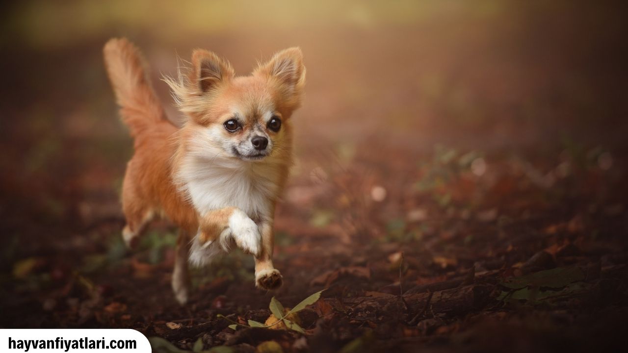 Chihuahua Yavru Fiyatlari