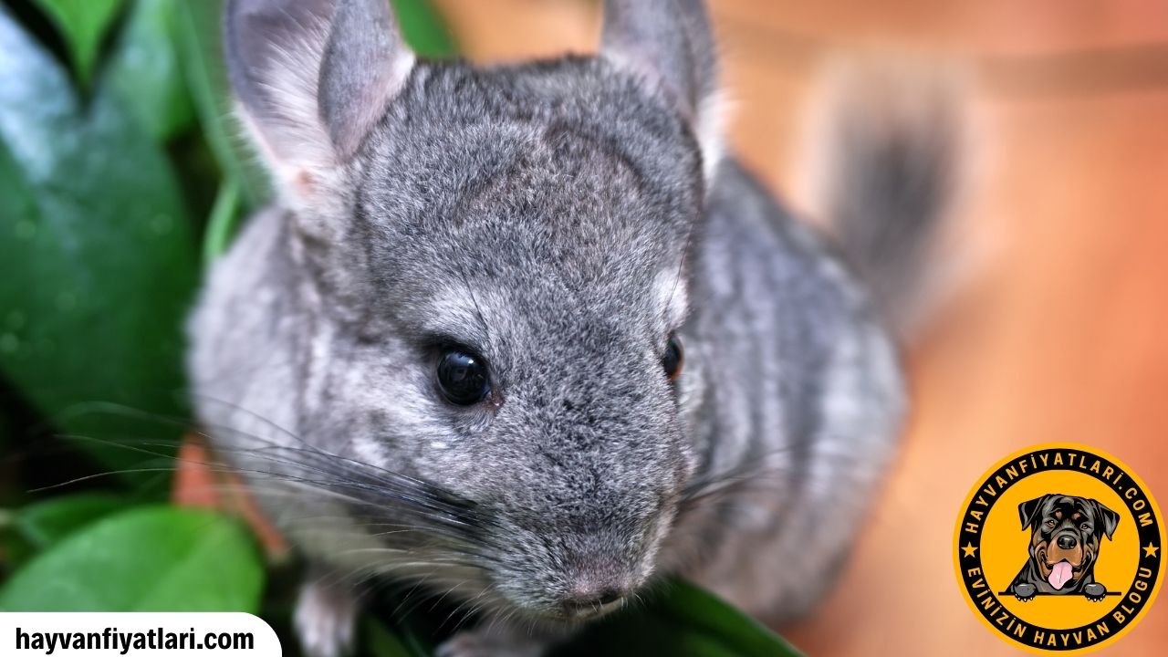 Chinchilla Kemirgenlerinde Ureme
