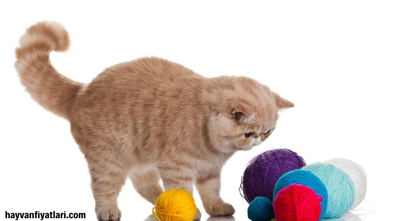 Exotic Shorthair Fiyat Sahibinden