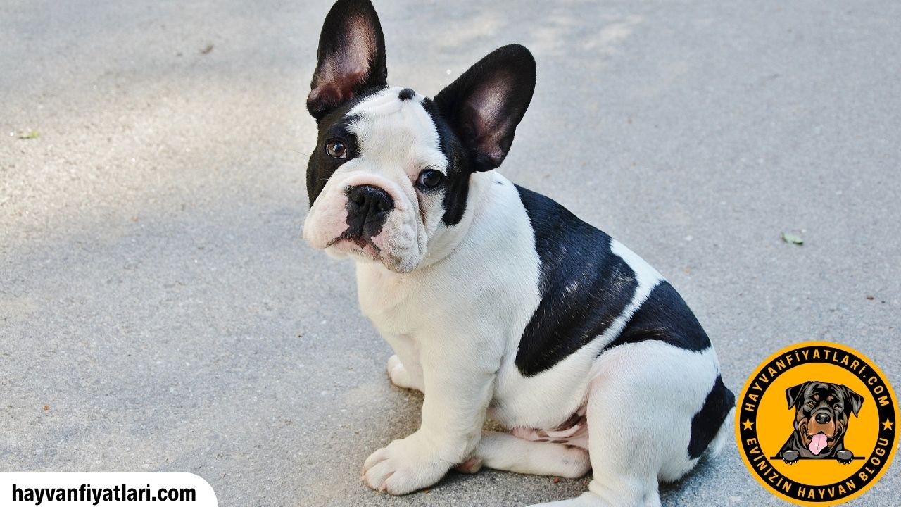 Fransiz Bulldog Fiyatlari Sahibinden