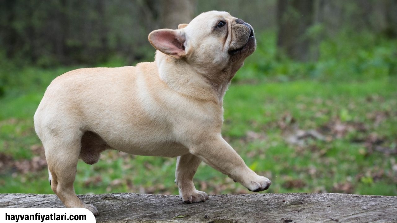 Fransiz Bulldog Yavru Fiyatlari