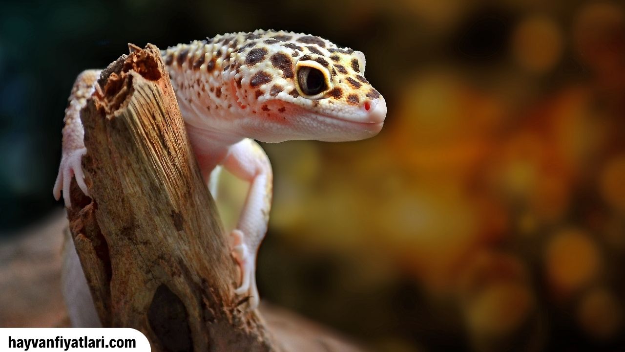 Gecko Kertenkelesi Nerede Bulunur