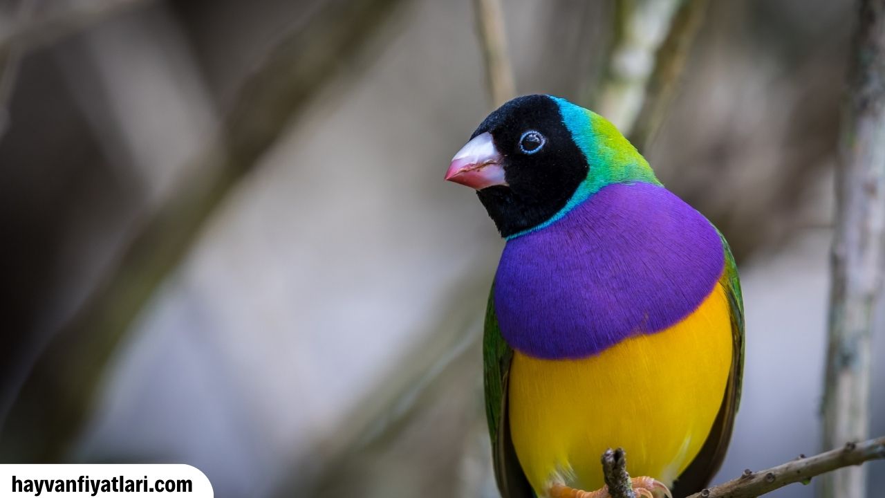 2026 gökkuşağı ispinozu fiyatları — Gouldian finch erkek ve dişi
