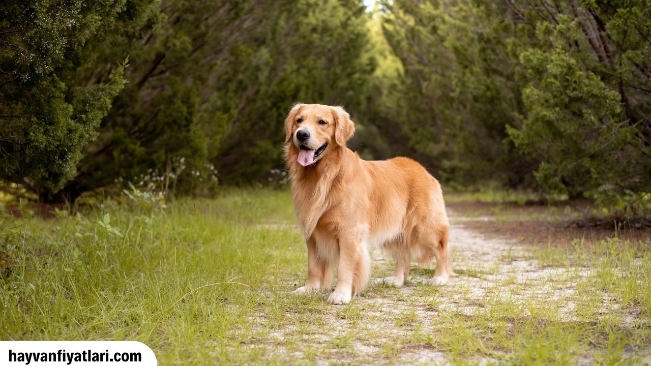 2026 Golden Köpek Fiyatları — pet kalite ve pedigri yavru güncel fiyat rehberi