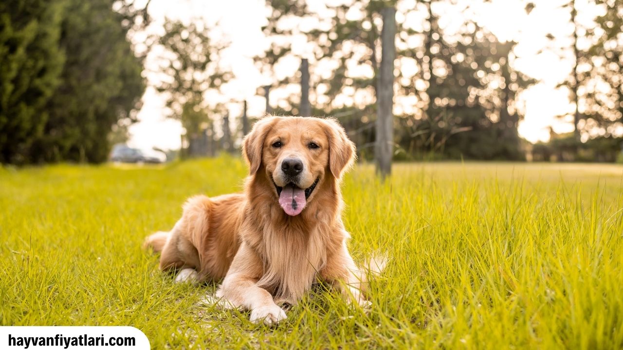 Golden Retriever Bakimi Zor Mu