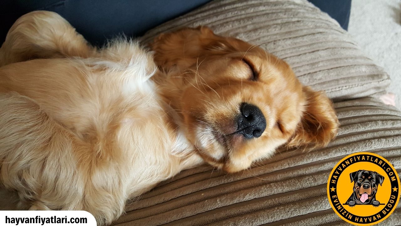 Golden Retriever Omru Ne Kadar