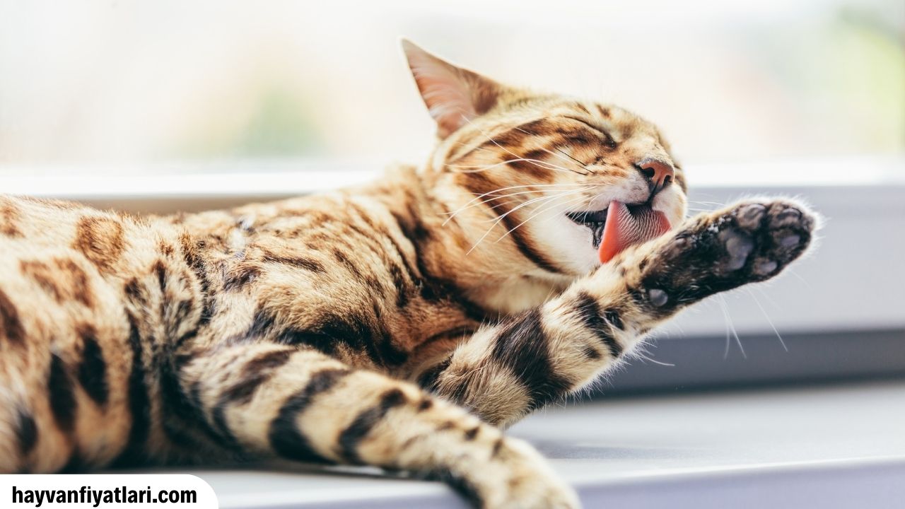 Gri Cins Kedi Fiyatlari