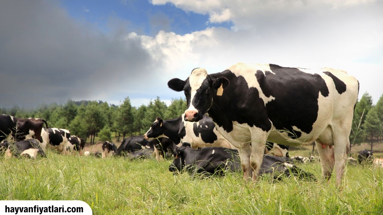 Holstein Inek Fiyatlari