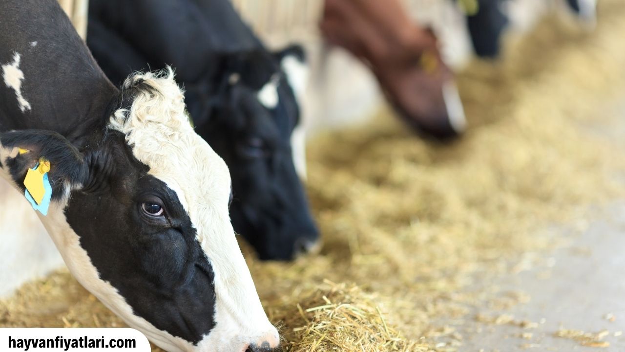 Holstein Ineklerin Ozellikleri