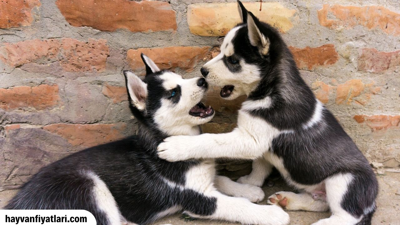 Husky Kopekleri Gorunumleri