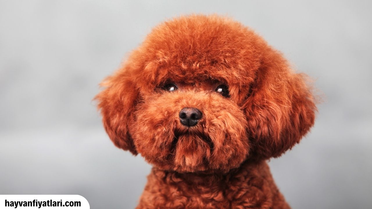 2026 Kaniş Köpek Fiyatları — toy kaniş (poodle) yavru ve tüy bakımı