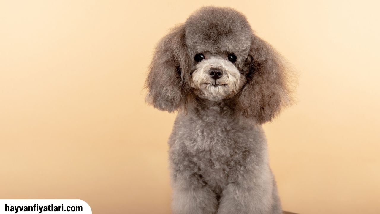 2026 Kaniş Köpek Fiyatları — standart kaniş özellikleri ve boyut karşılaştırması