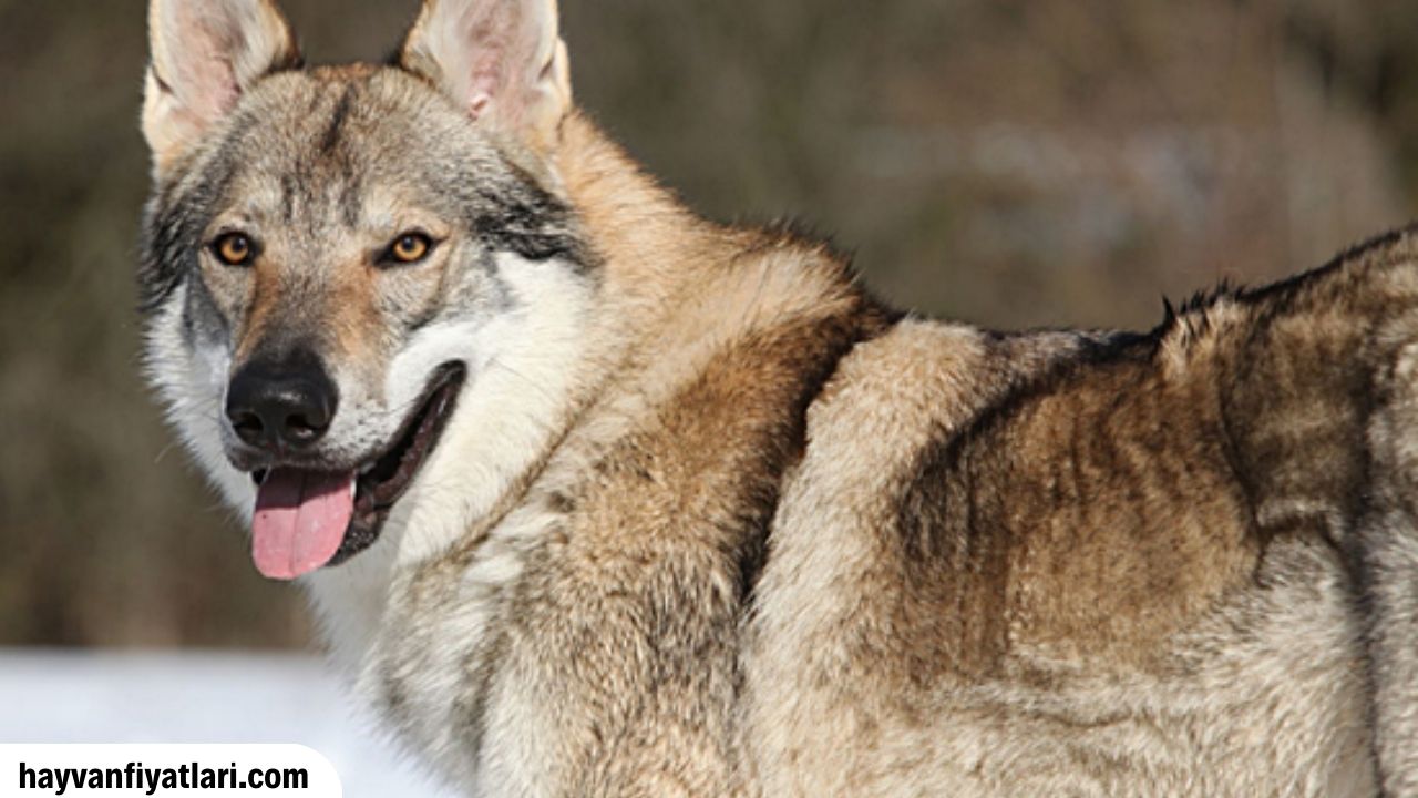2026 Kurt Köpeği Fiyatları — satılık Alman Kurdu yavru