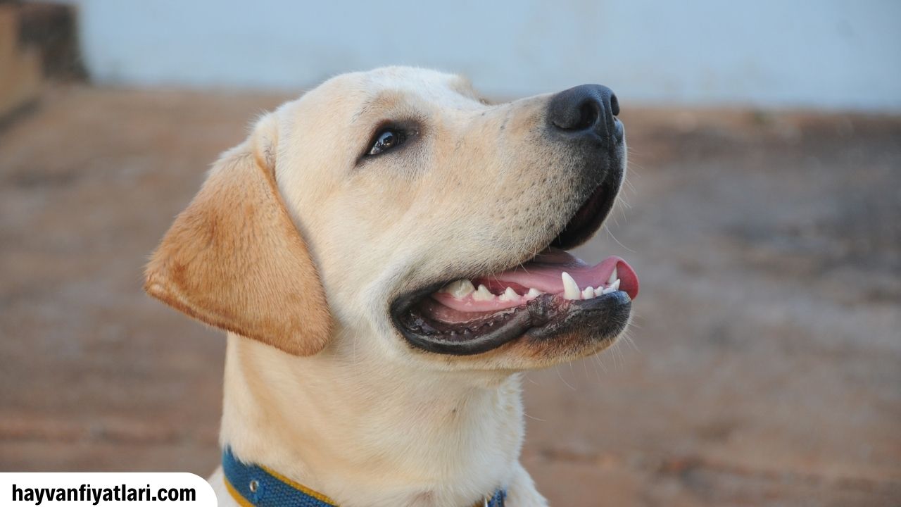 2026 Labrador Köpek Fiyatları — ırk özellikleri ve yapı