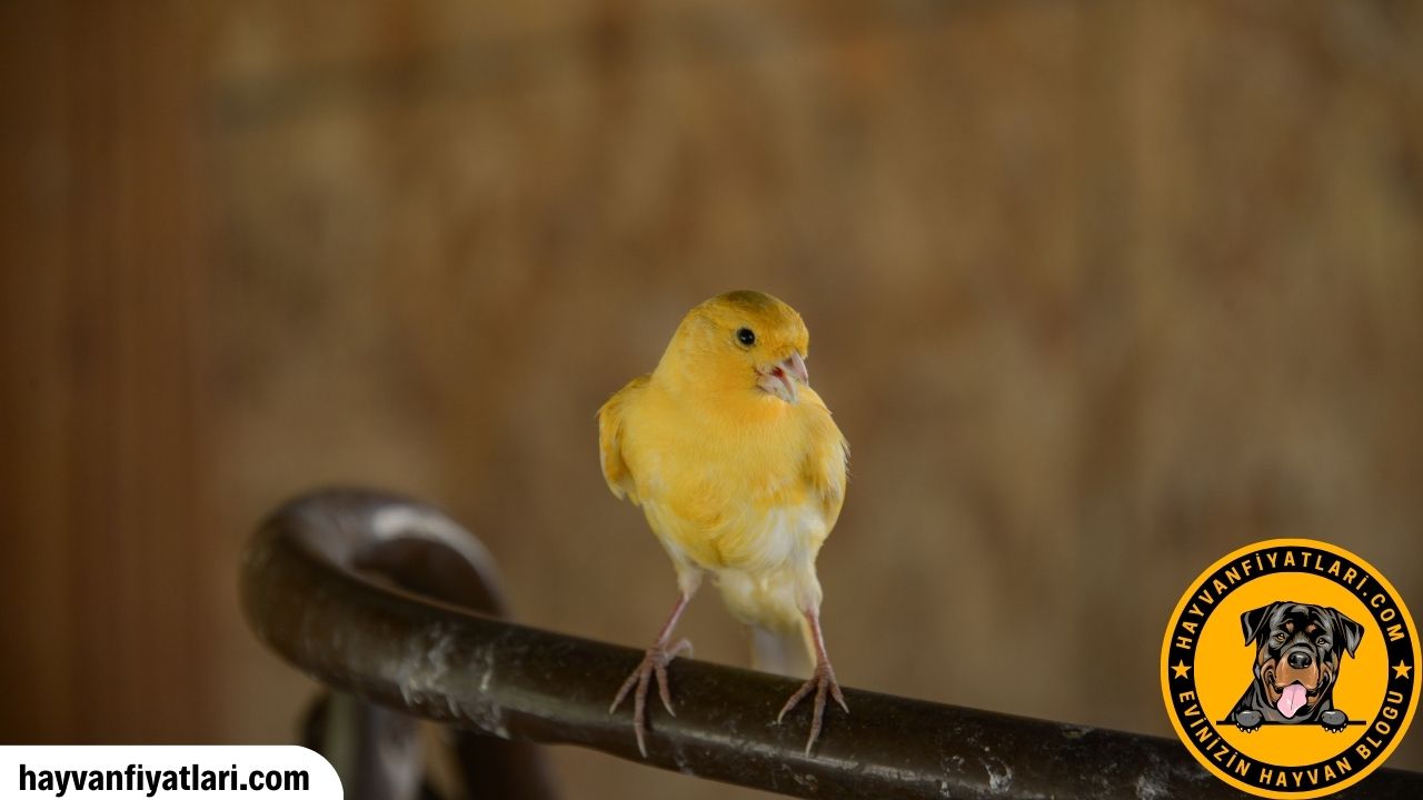 Malinua Kanarya Fiyatlari