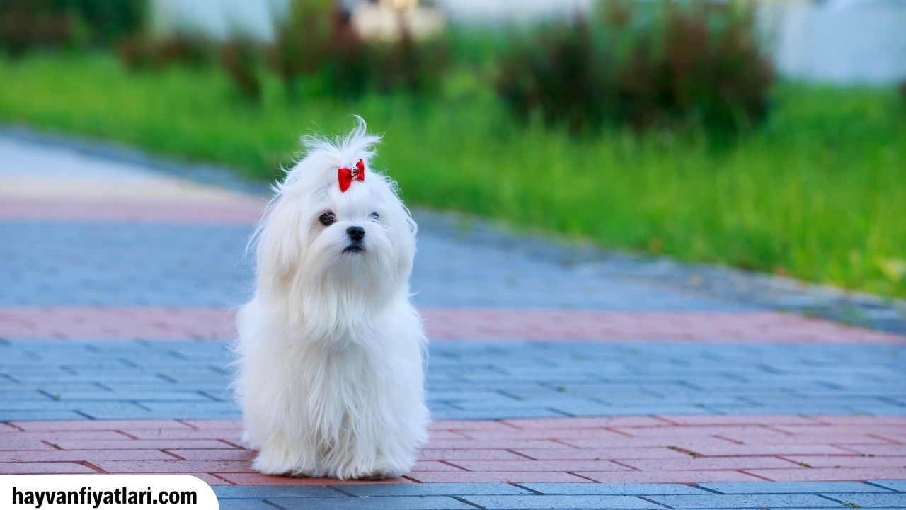 2026 Malta köpeği fiyatları ve güncel yavru aralıkları