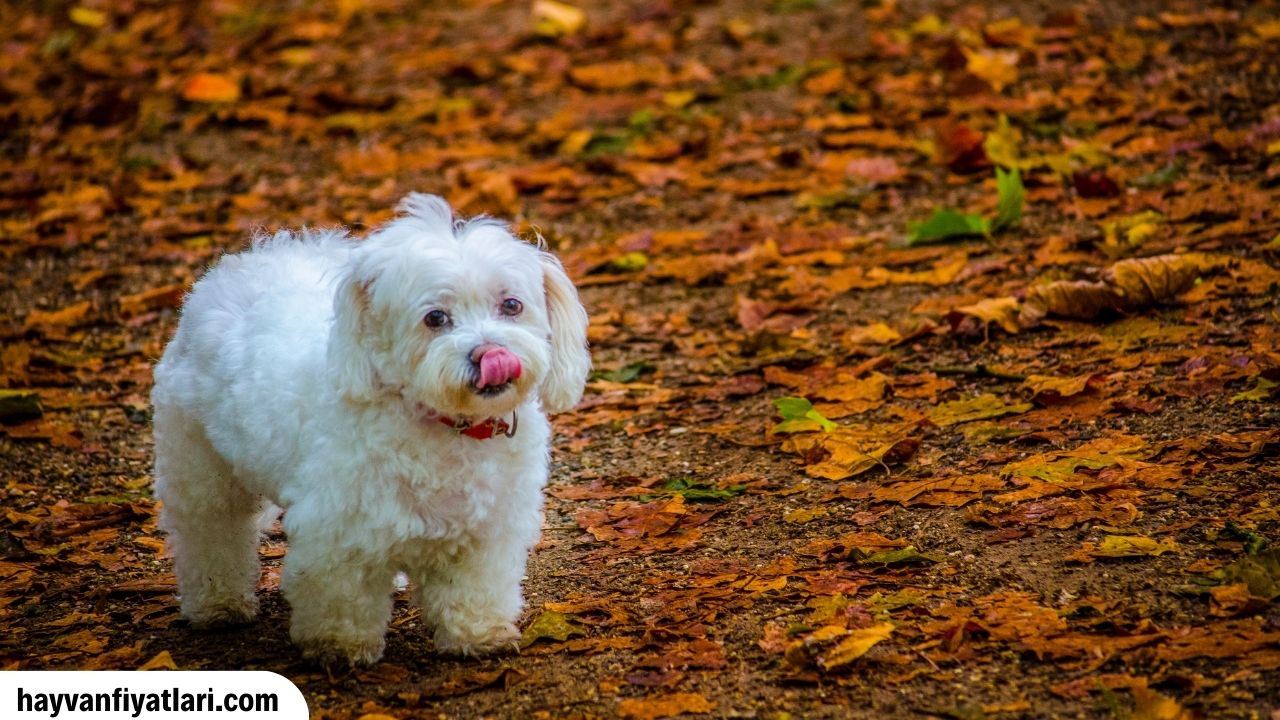 2026 Malta köpeği fiyatları ve beyaz tüy özellikleri