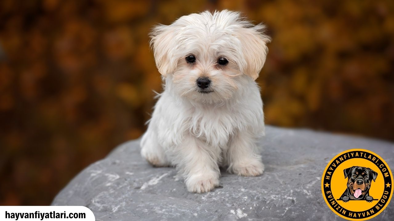 Malta köpeği ortalama ömür ve sağlık takibi