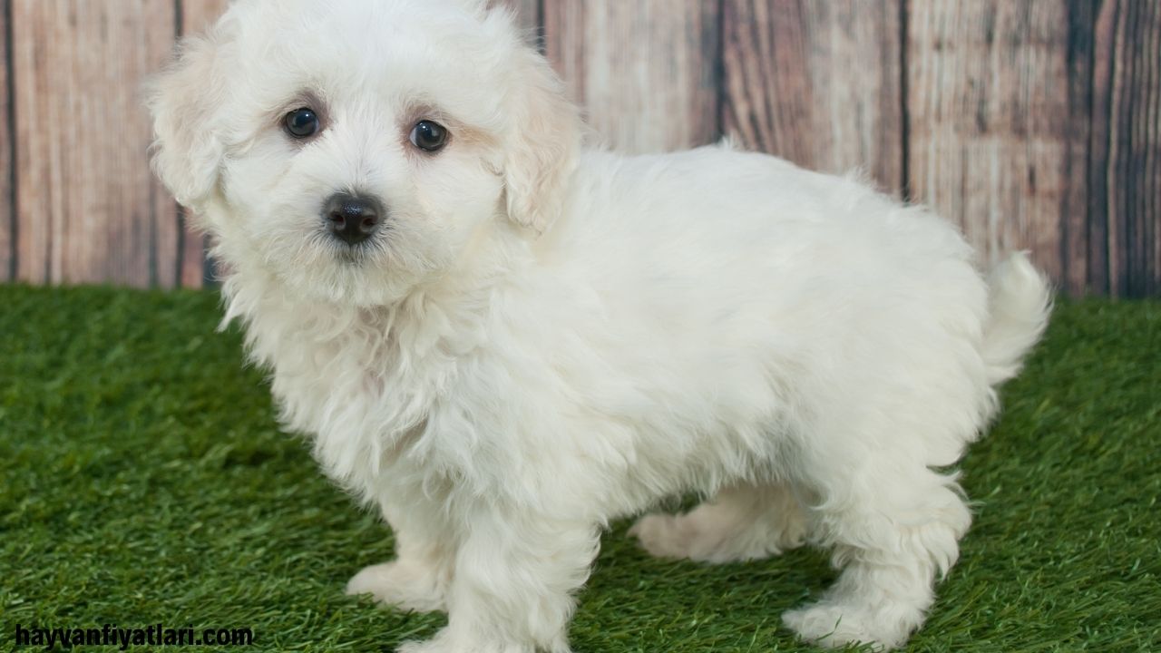 Maltipoo Fiyatlari