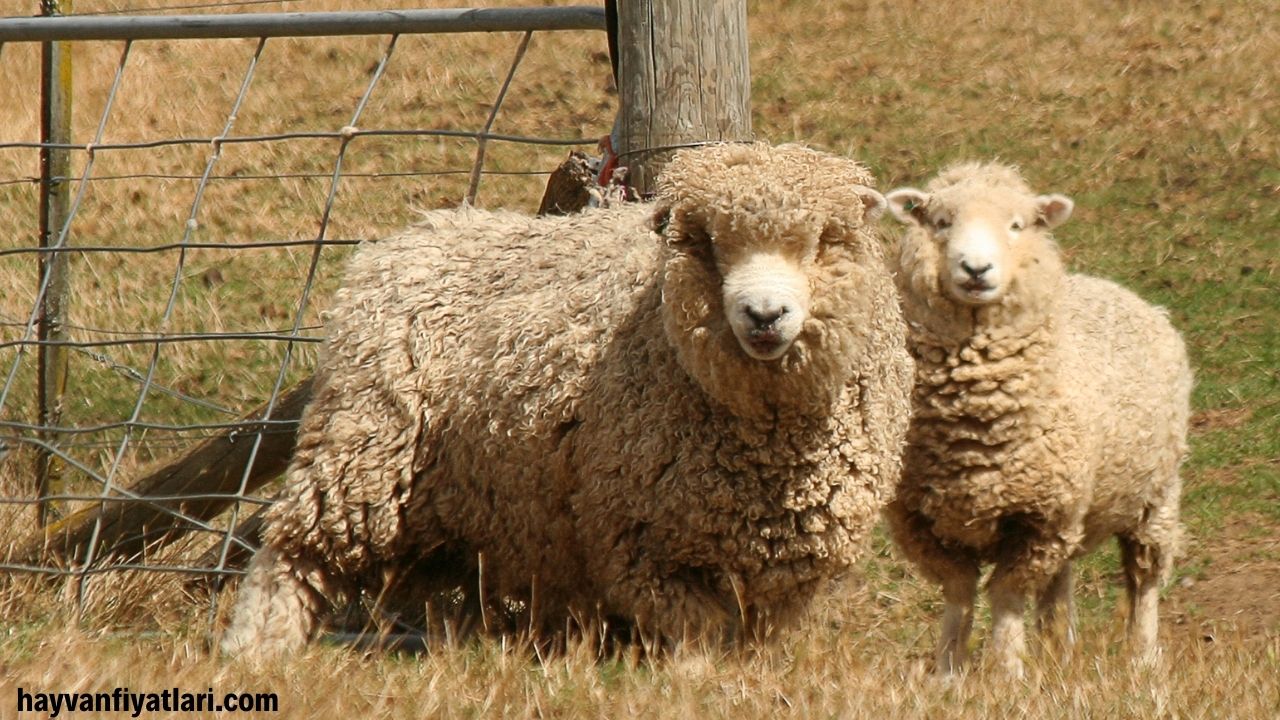 2026 Merinos koyun fiyatları — damızlık dişi ve koç örnekleri