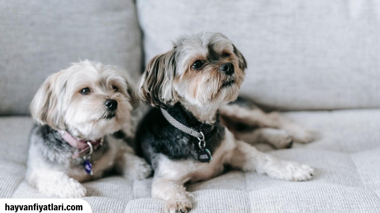 Morkie Ozellikleri
