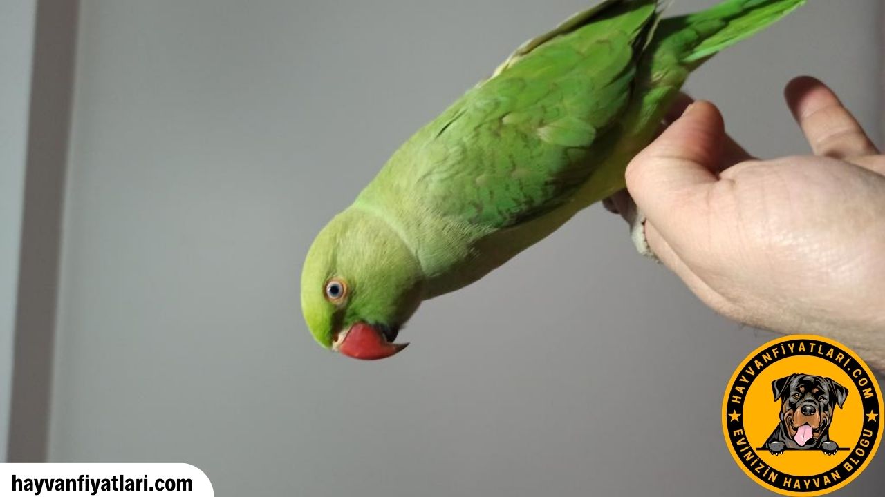 Pakistan Papağanı (Ringneck) özellikleri ve renk mutasyonları