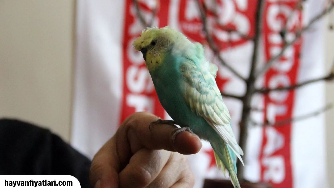 Sahibinden Japones Muhabbet Kusu Fiyatlari