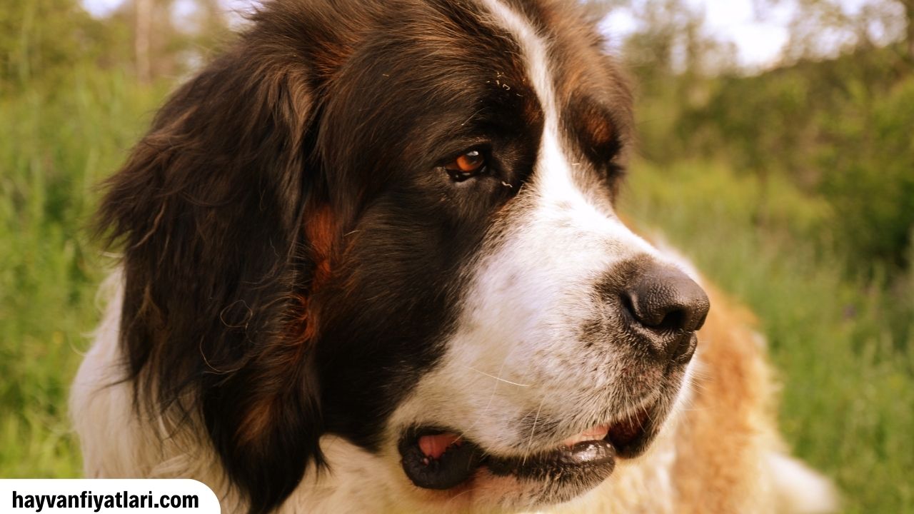 Saint Bernard Hangi Ulkenin