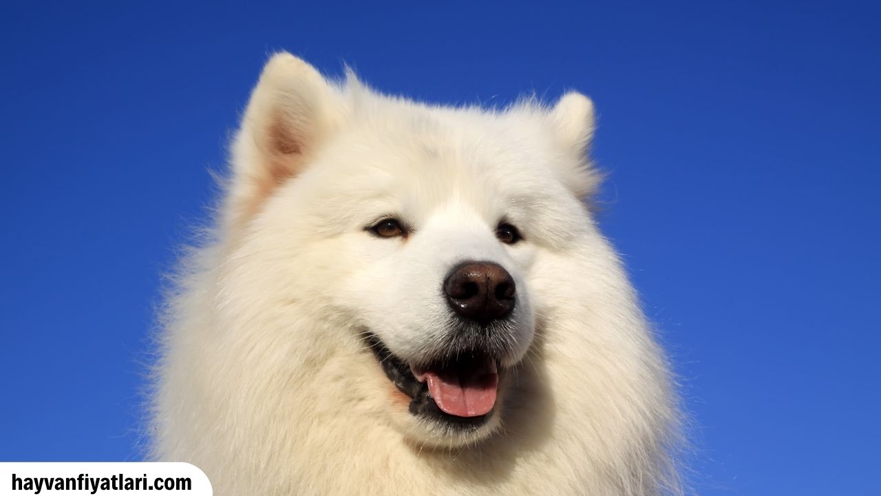 Samoyed Fiyatlari