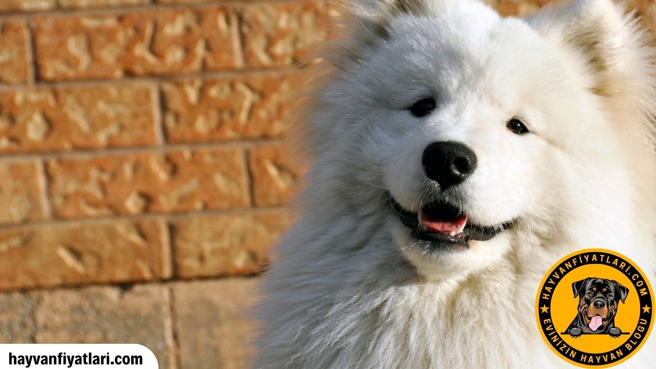 Samoyed Kopek Fiyatlari Neden Pahali