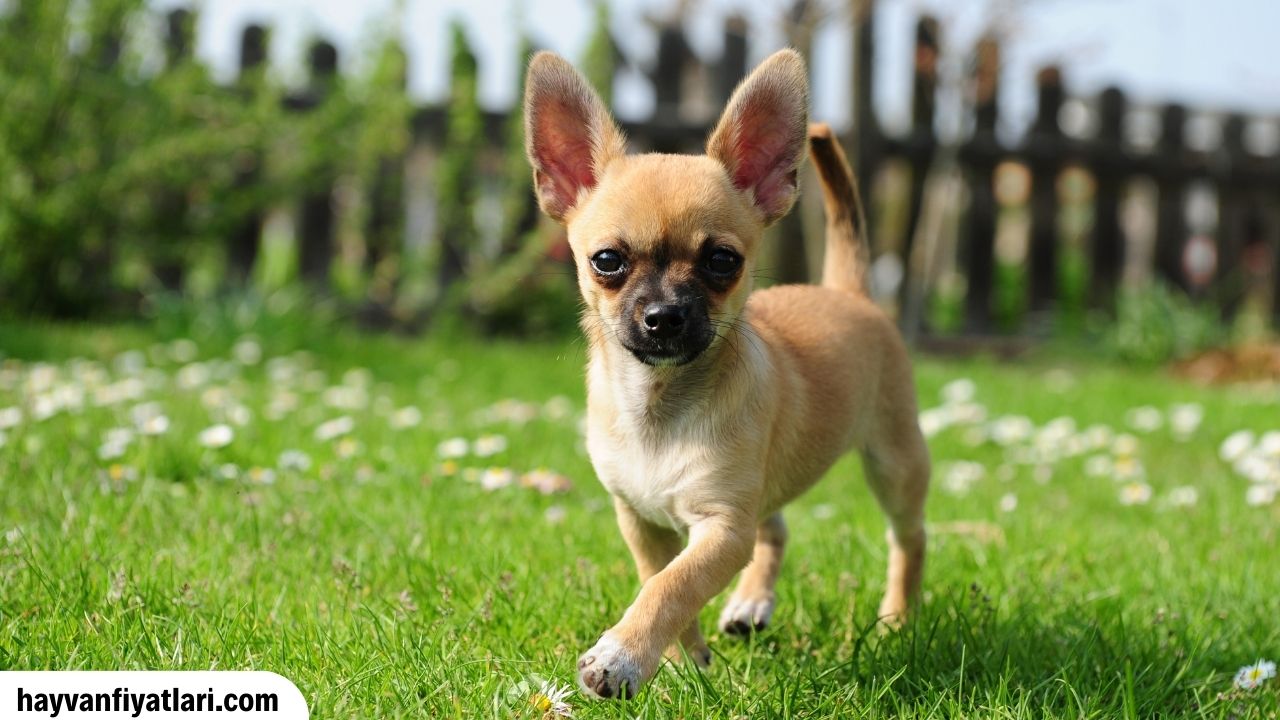 Satilik Chihuahua Fiyatlari Sahibinden
