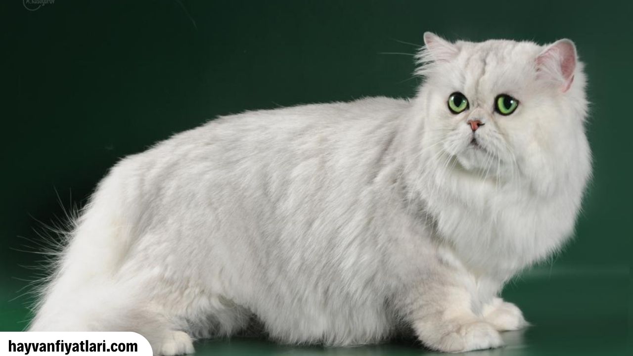 Satilik Chinchilla Kedi Fiyatlari 1